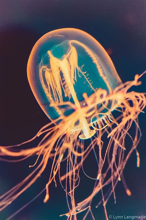Underwater Photography Orange Bell Jellyfish Underwater Art Etsy