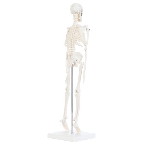 Anatomy Lab Micro Human Skeleton Model 19 Mini Skeleton Has Movable