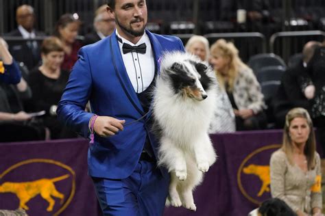 Daniel the golden retriever, a crowd favorite, runs with his handler after winning the sporting group on february 11. Lhasa apso - Photos from the 2020 Westminster Dog Show ...