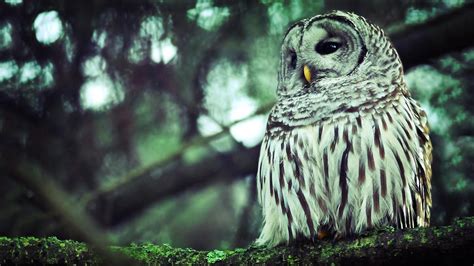 Cool Owl Wallpapers Top Free Cool Owl Backgrounds Wallpaperaccess