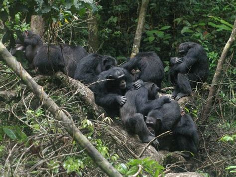 Warfare May Explain Differences In Social Structures In Chimpanzees And