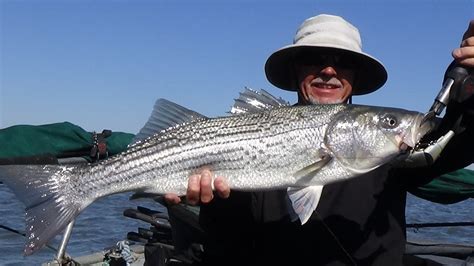 GET YOUR SHINE ON CALIF DELTA STRIPED BASS YouTube