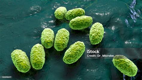 Whooping Cough Bacteria Bordetella Pertussis 3d Illustration Stock