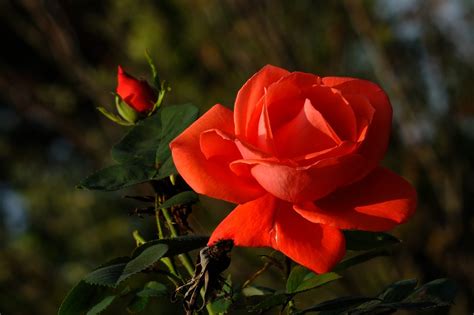 Rose Rosebud Bud Free Photo On Pixabay Pixabay