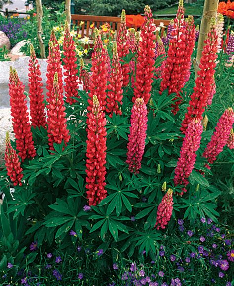 What flowers grow best in zone 5. 10 Perennials Easily Grown From Seed - FineGardening