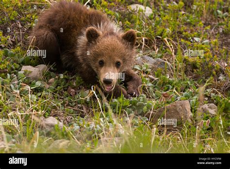 Grizzly Bear Ursus Arctos Spring Cub Playing On The Tundra Thorofare
