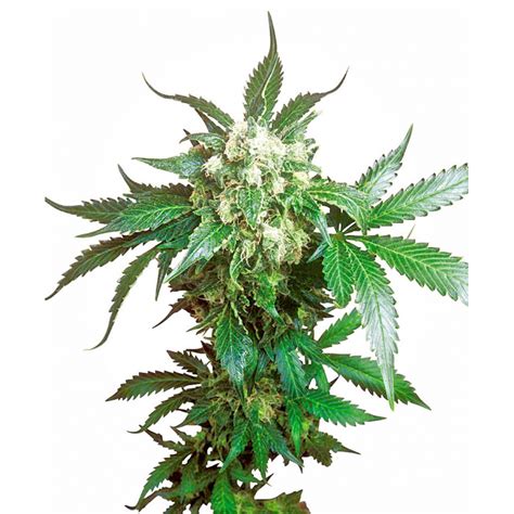 black domina feminised indoor and outdoor