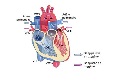 Anatomie Du Coeur Circulation Sanguine Get Images Hot Sex Picture
