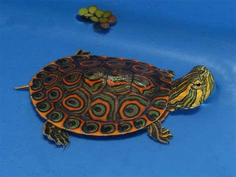 Mexican Ornate Sliders For Sale The Turtle Source