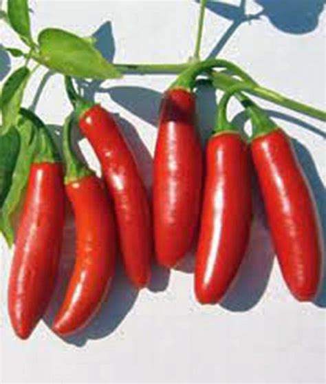 Serrano Pepper Red Chilli Heirloom Organic Non Gmo Seeds Country