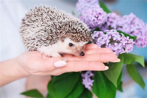 Best Exotic Small Pets Youll Want To Own Lovetoknow