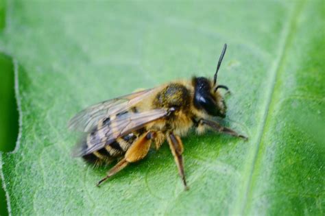 You can also mix lavender, tea, tree or peppermint oils in water and spray it around your garden. How to Get Rid of Ground Bees - Brody Brothers Pest Control
