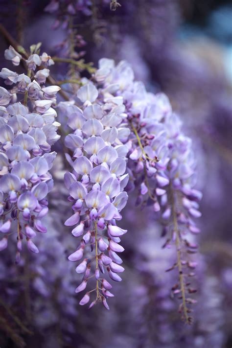 15 Deadly Plants You Might Have At Home Night Blooming Flowers