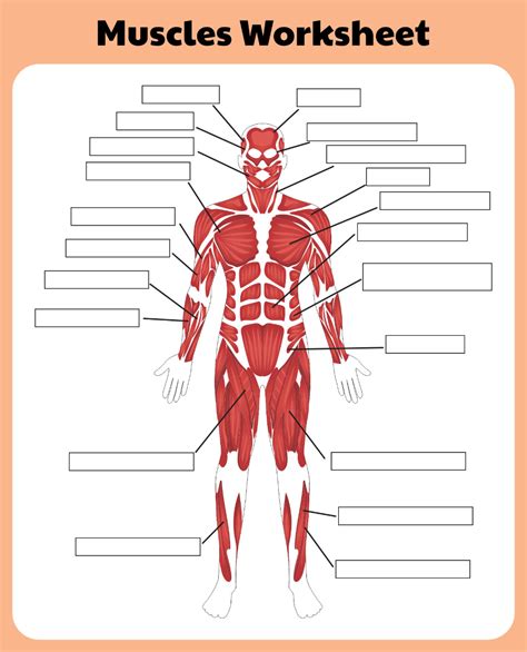 10 Best Printable Worksheets Muscle Anatomy Artofit