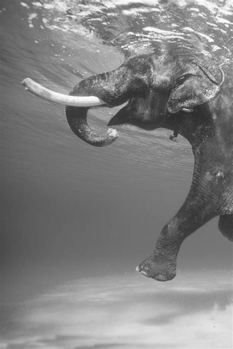 Masaism Elefantes Fotografía De Elefante Fotos De Elefantes