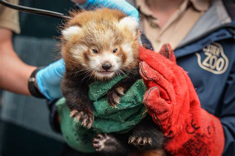 Brilliant Red Panda Duo At Chester Zoo See Pics And Learn More
