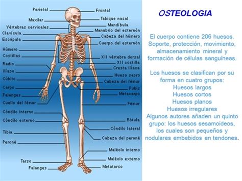 Nombres De Huesos Del Cuerpo Humano Imagui