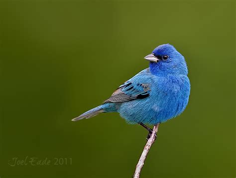 Backyard Bird Photography Setup Tips