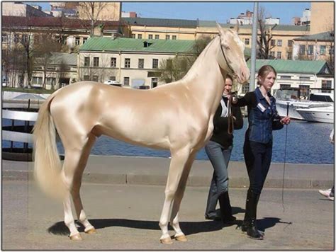 The Most Expensive Horse Breeds Just For My Horse
