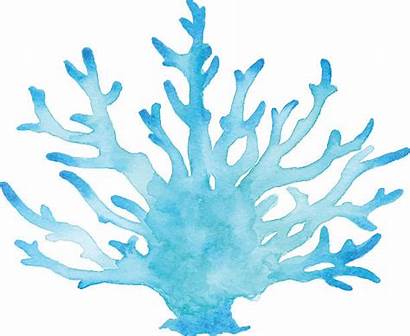 Vector Coral Watercolor Reef Illustration Illustrations Clip