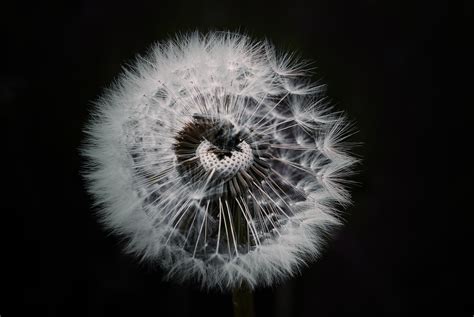 Free Images Nature Blossom Black And White Meadow Dandelion