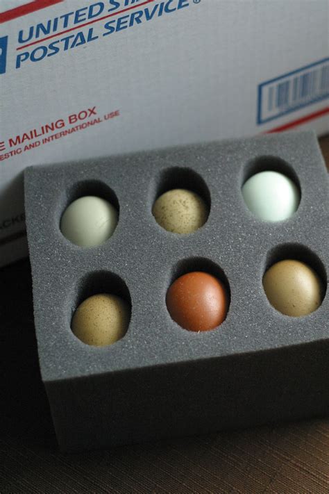 How To Ship Hatching Eggs Safely Silver Fox Farm