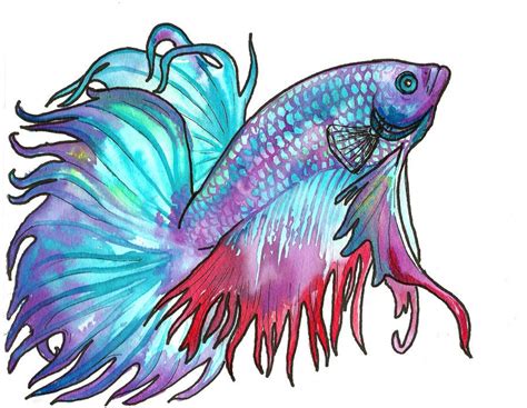 Watercolor Betta By ~jupiterjenny On Deviantart Betta Fish Tank Beta