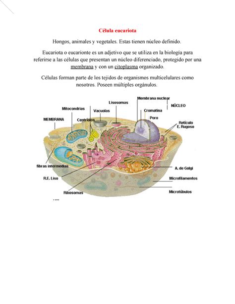 Celula Eucariota Célula Eucariota Hongos Animales Y Vegetales Estas