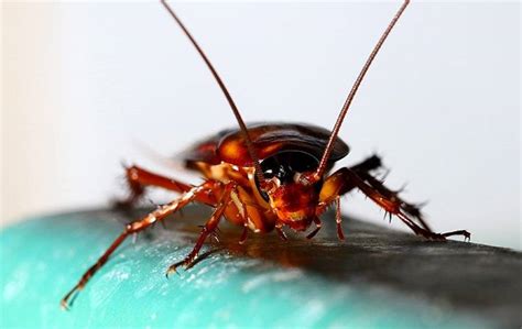 Blog How To Get Rid Of Roaches In West Chester Homes