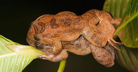 Frog Sex Experts Document Amphibians Seventh Mating Position Chicago