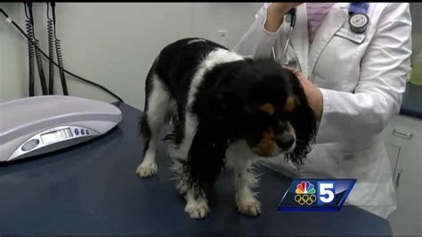 Vermont Veterinarians Recommend Canine Flu Vaccine For Some Dogs