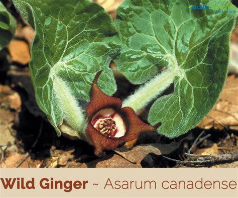 Wild Ginger Facts And Health Benefits