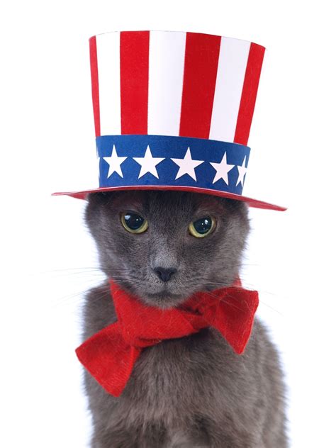Fourth Of July Cat Cat Gku