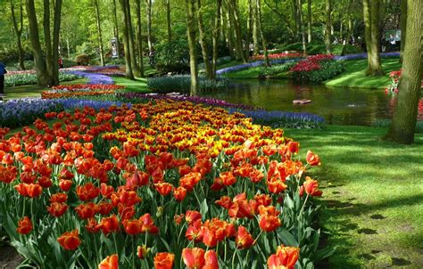 Tulips Flowers Dutch Spring Wallpapers Wallpaper Cave