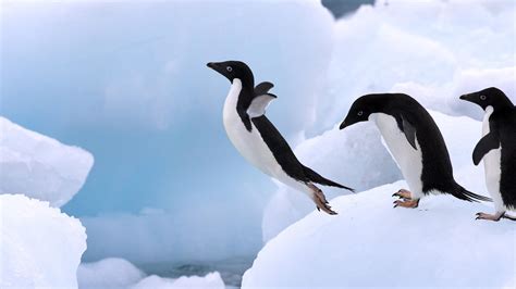 Wallpaper Adelie Penguins Antarctic Peninsula Hd Widescreen High