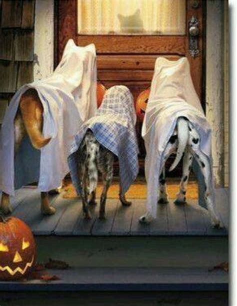 Pin Von Cate Casper Auf Dogs And Doggy Stuff Hund Halloween Lustige