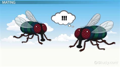 Housefly Reproduction Mating And Life Cycle Video And Lesson Transcript