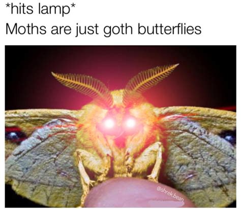 Moth Memes Are Here And They Are Hilarious