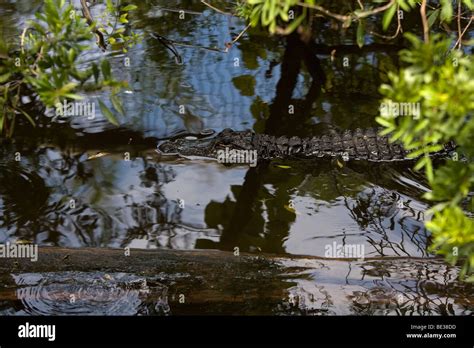 Alligator Hiding In A Swamp Stock Photo Alamy