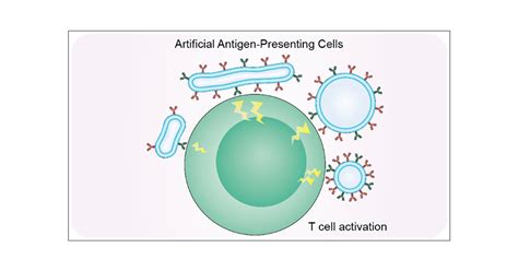 Antigen Presenting Cells