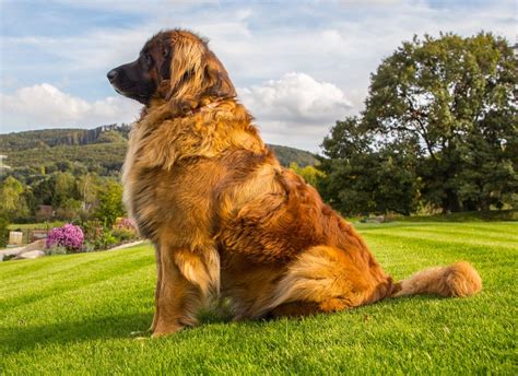 15 Things You Need To Know About Leonbergers Petpress