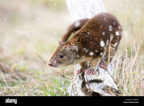 Spotted Tailed Quoll Hi Res Stock Photography And Images Alamy