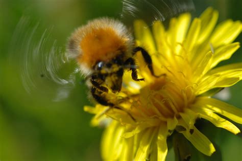 Bumblebee Take Off Wikibumblebee Enwi Flickr