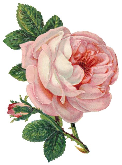 Rose Png Clipart Best