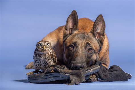 The Unlikely Friendship Of A Dog And An Owl Bored Panda