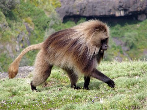 Male Gelada baboon | Ethiopia. Simien Mountains National Par… | Flickr