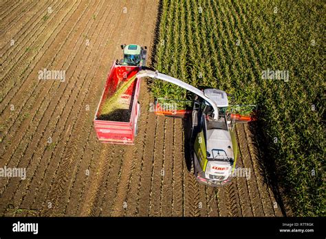 Corn Silage Hi Res Stock Photography And Images Alamy