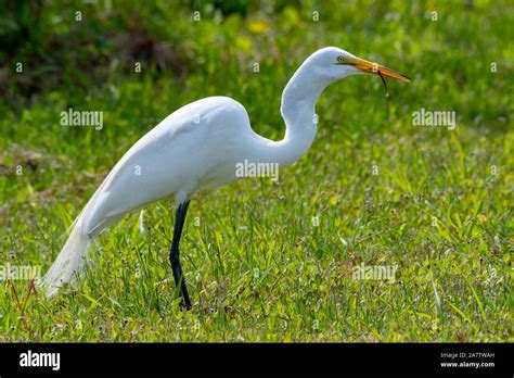 Great White Egret Swallowing A Snake Stock Photo Alamy
