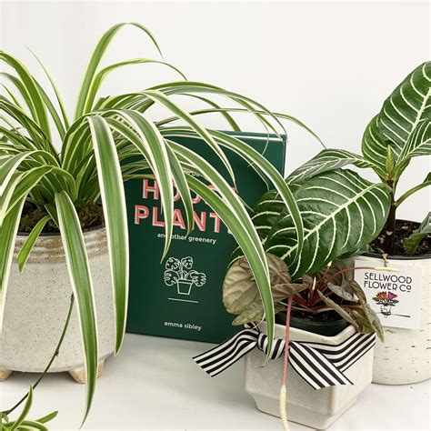 Buy these live plants online from floweraura and get online plant delivery at your dear ones to address to convey your best regards to them. Plant Lover in Portland, OR | Sellwood Flower Company