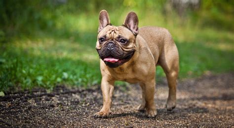 What Breeds Make Up A French Bulldog